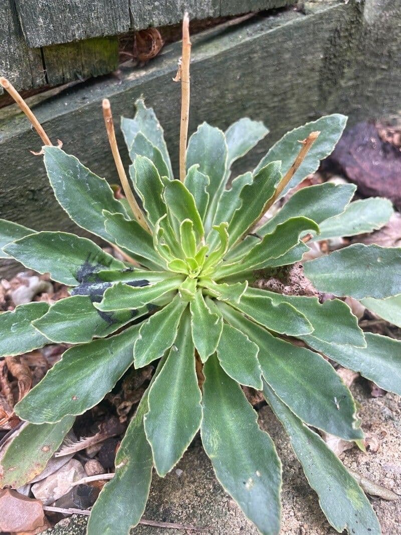 Saxifraga hostii 10