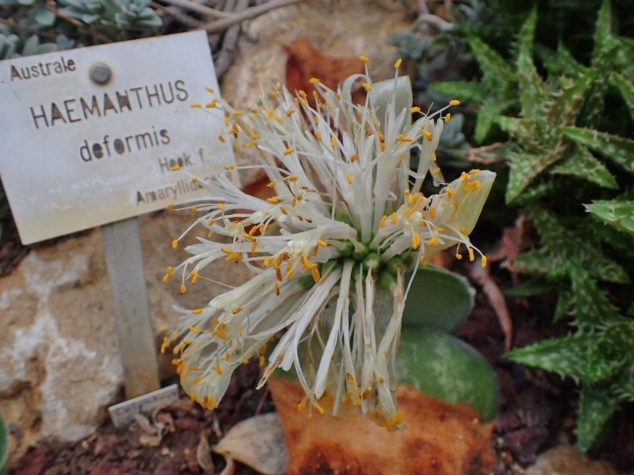 Haemanthus 6