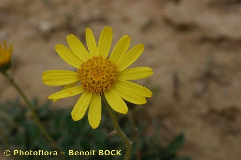 Senecione 2