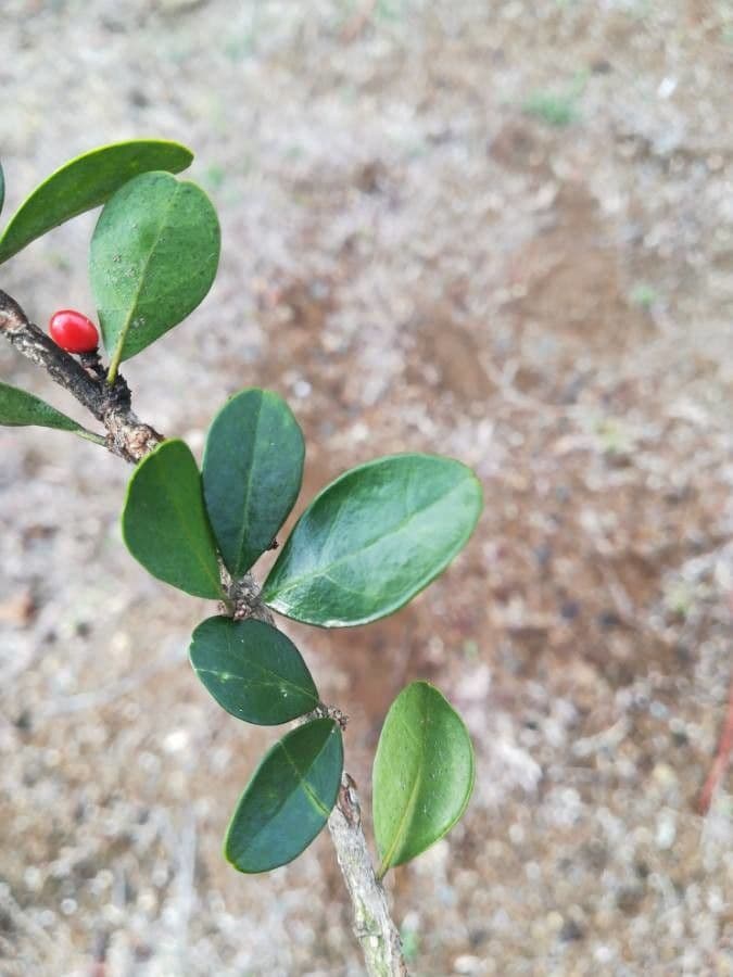 Emmenosperma 16
