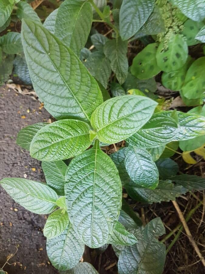 Ruellia elegante 10