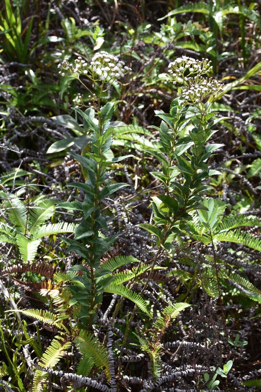 Faujasiopsis 4