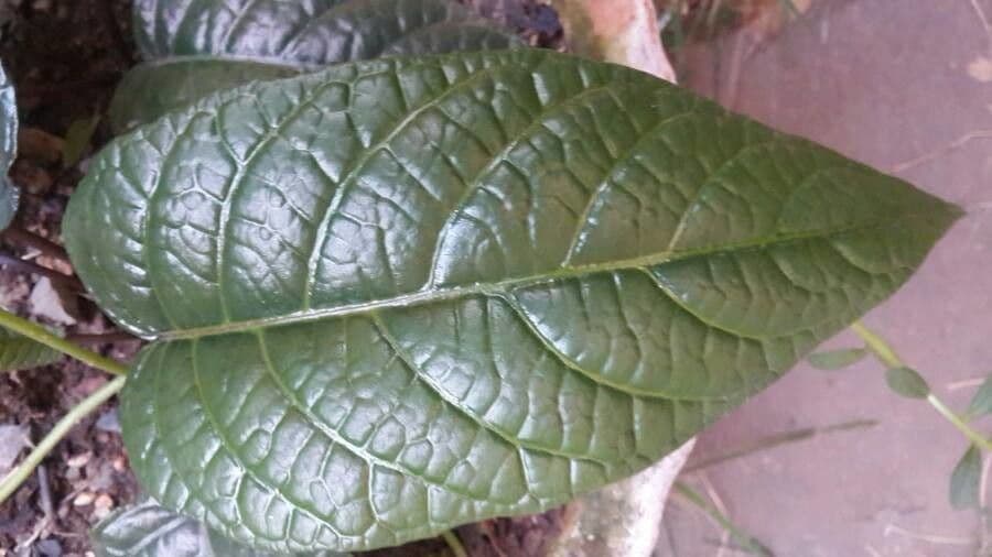 Dorstenia alta 10