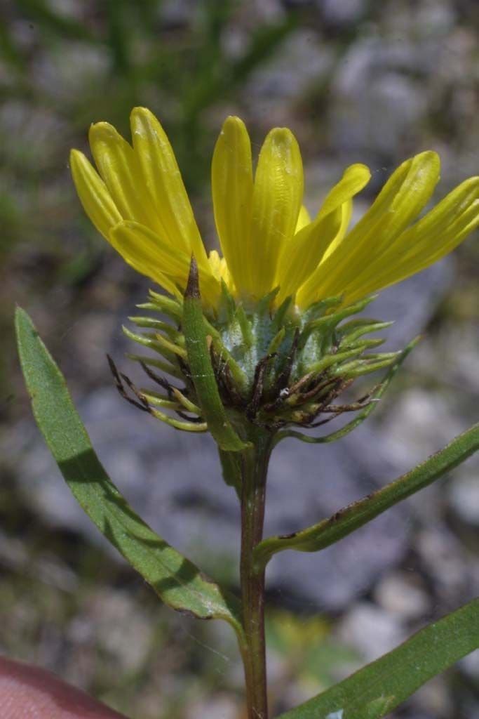 Grindelia 2