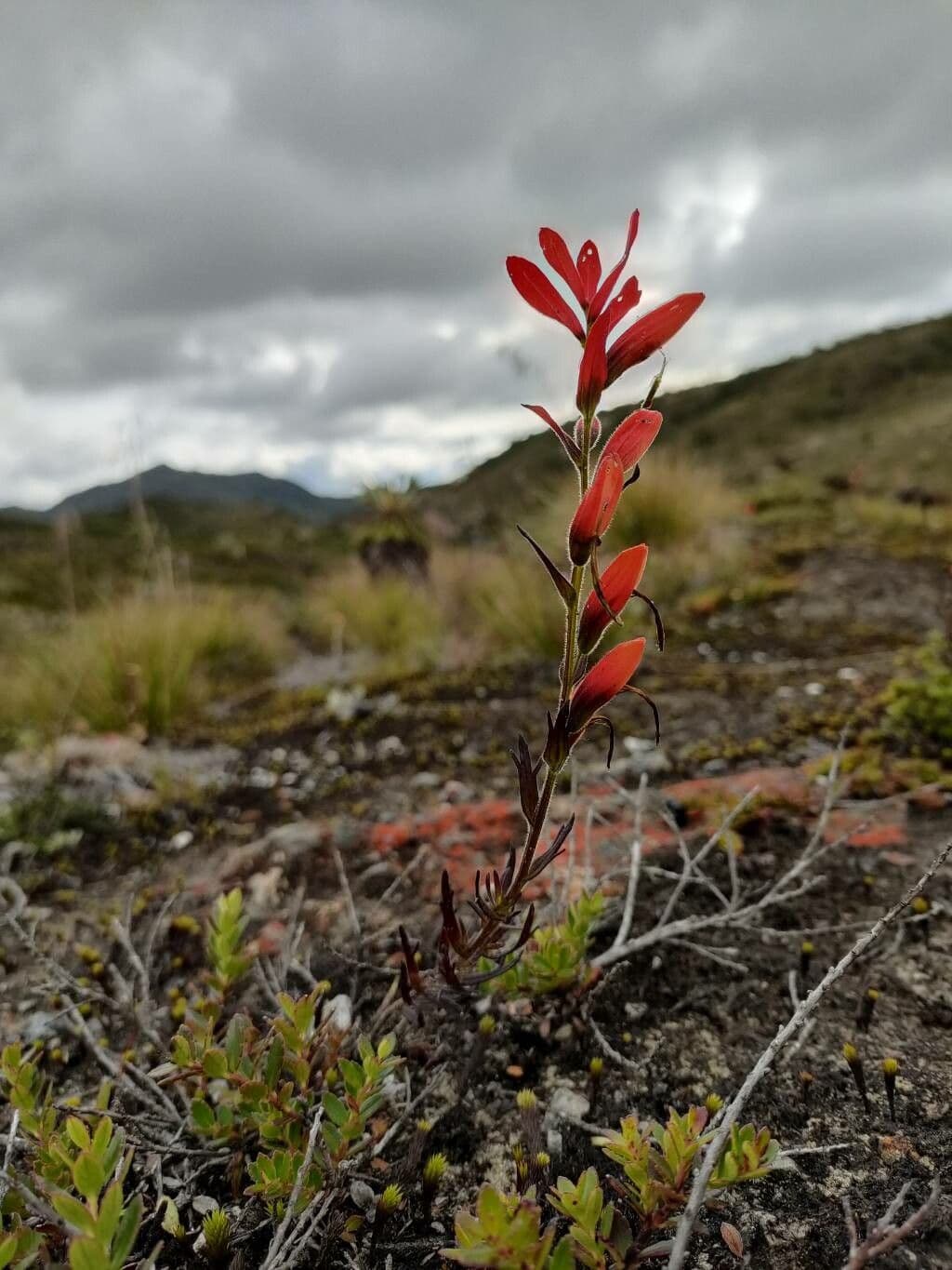 Castilleja 8