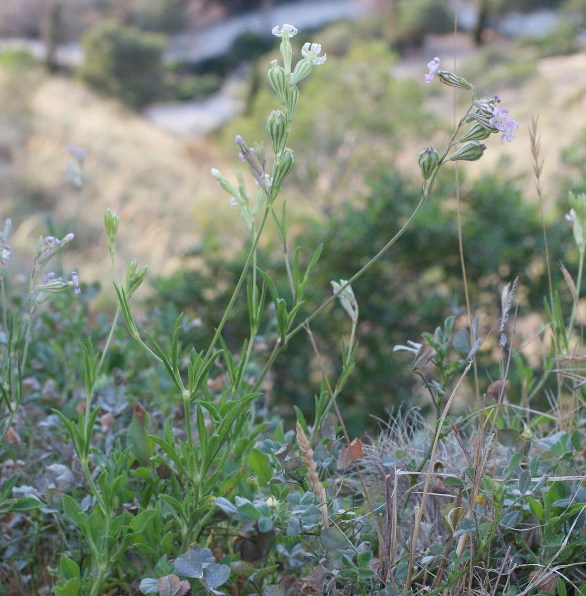 Silene secundiflora 11