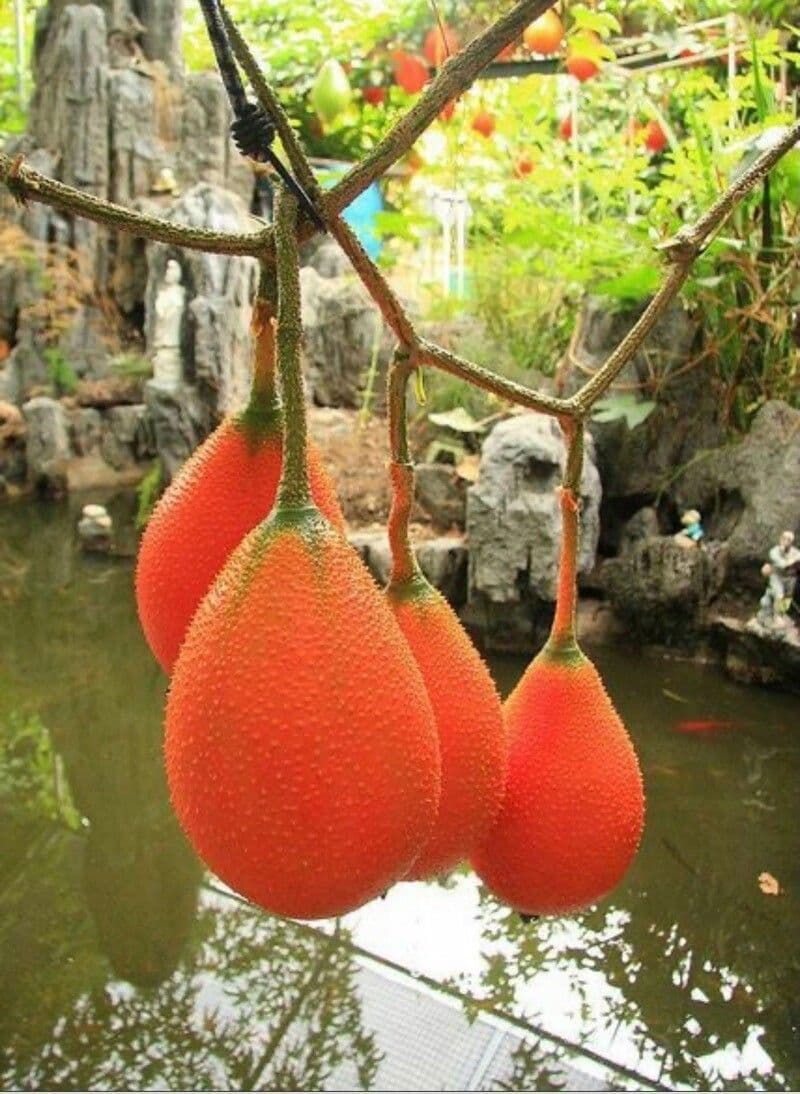Kanton-Bittermelone 2