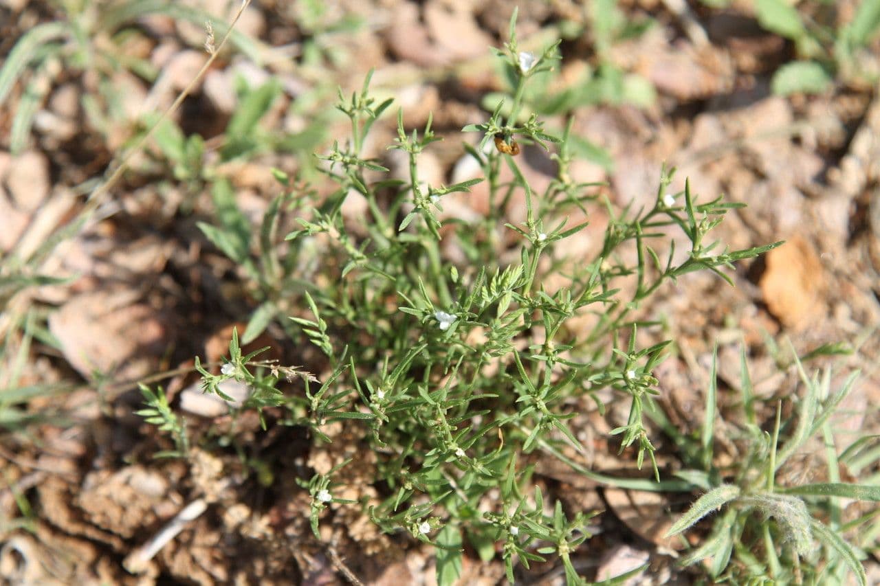 Polypremum procumbens 7