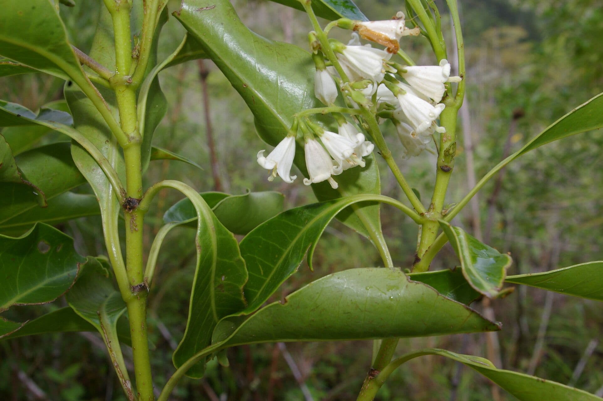 Chiococca 2