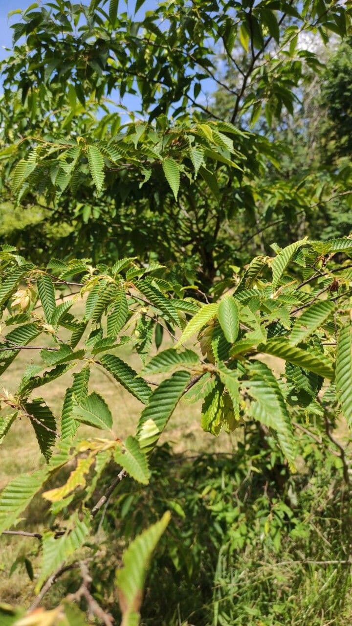Carpinus japonica 11