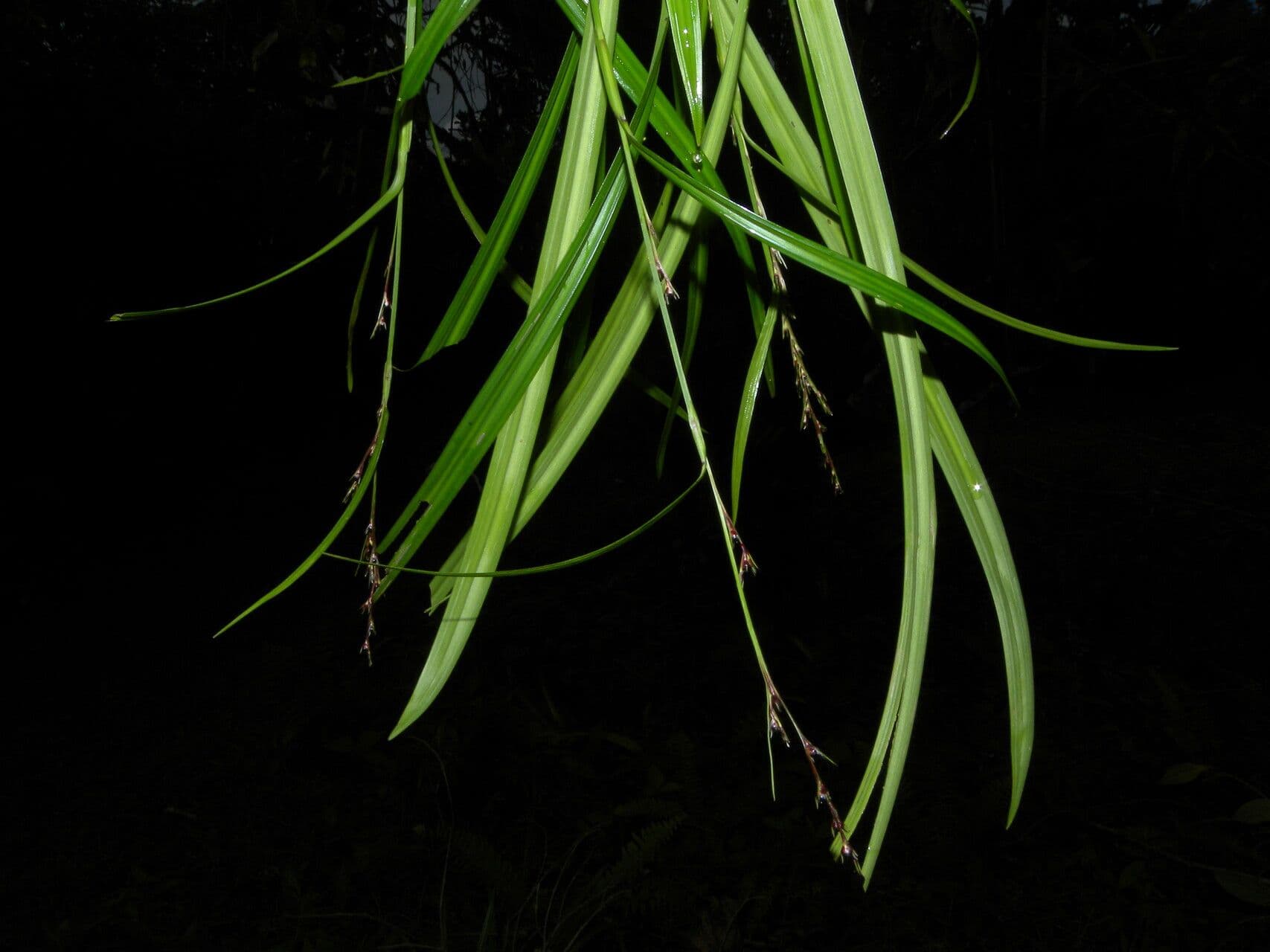 Scleria 2
