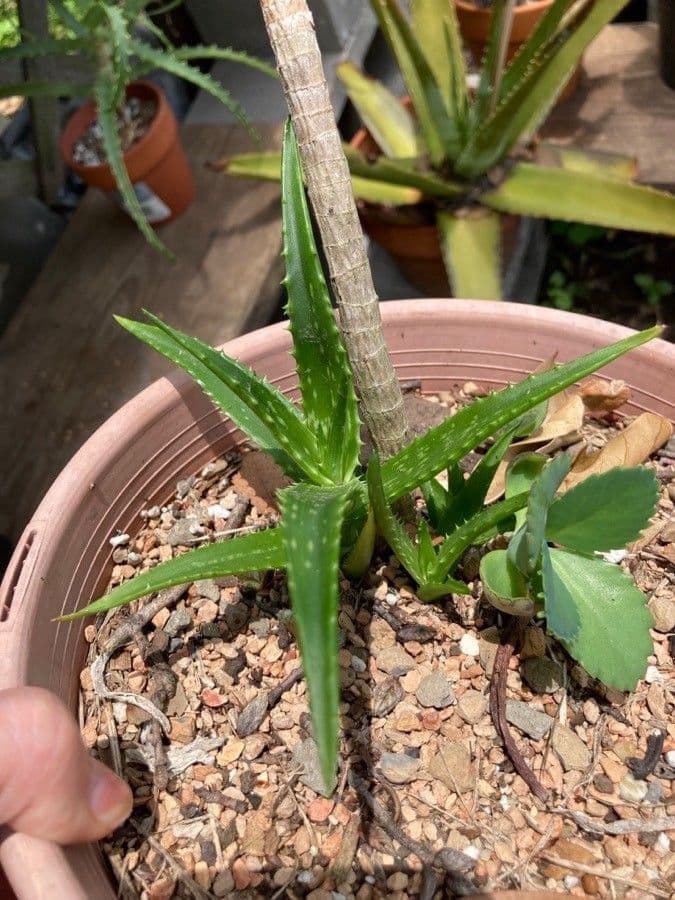Aloe