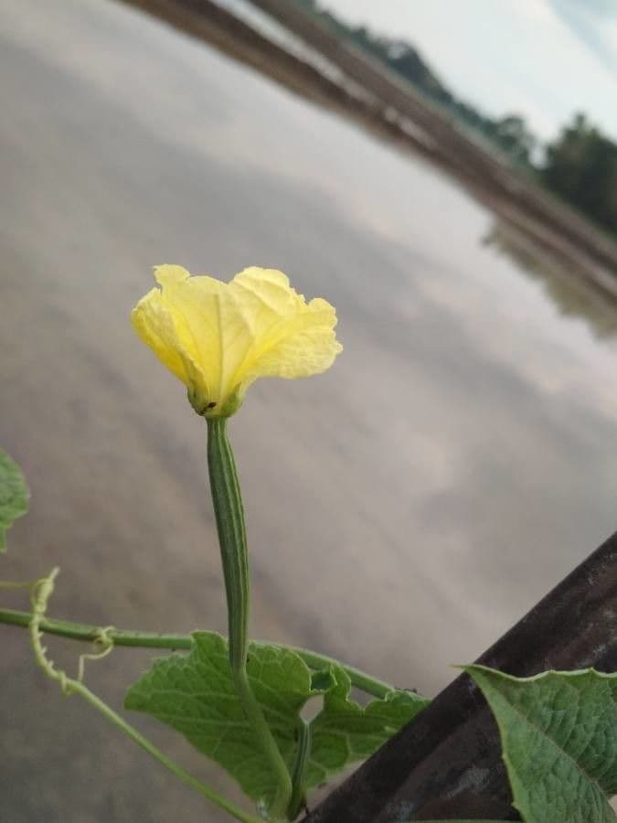 Luffa 10