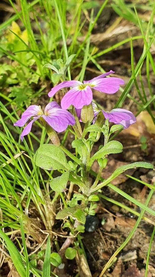 Malcolmia Marittima 10