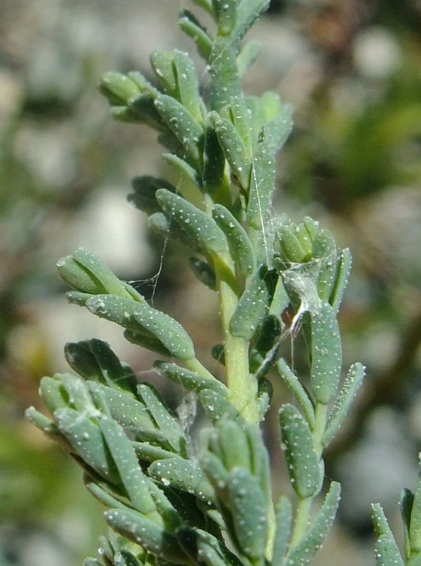 Miricaria germanica 24