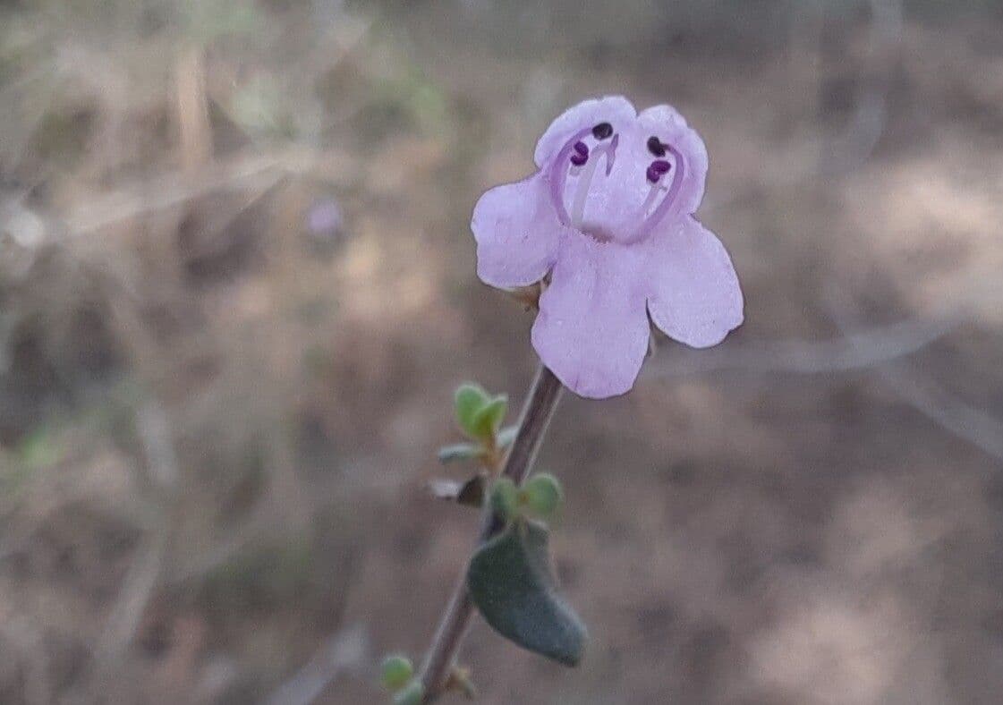 Micromeria marginata 4