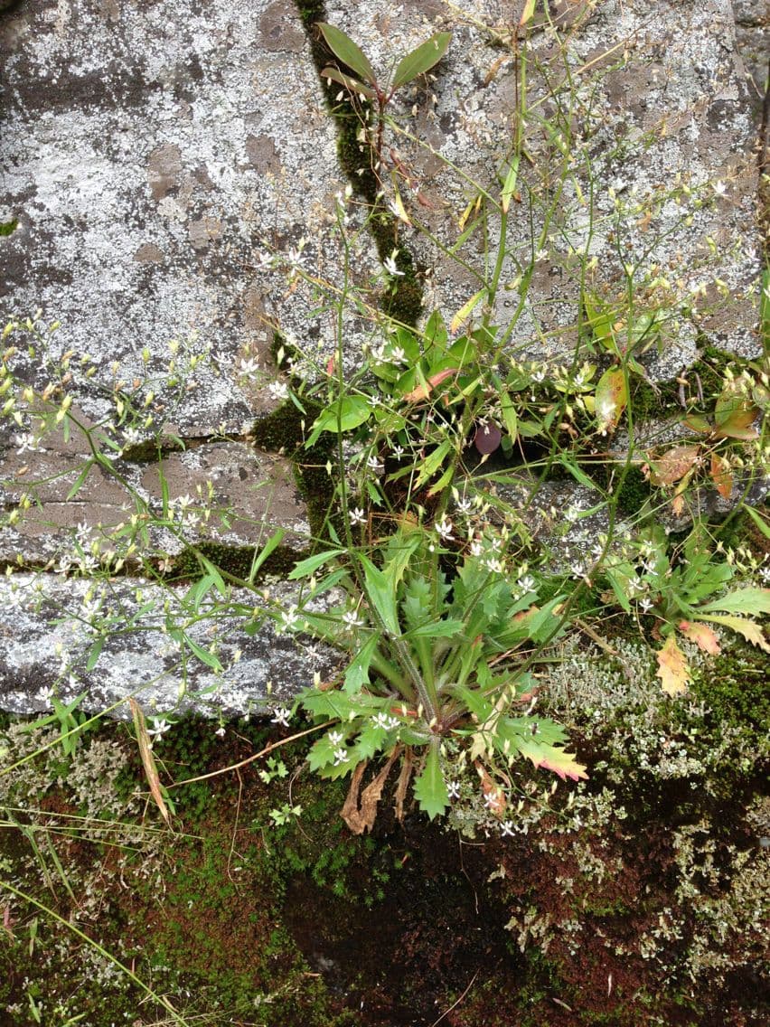 Micranthes 3