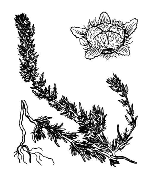 Wolliger Gänsefuß 18