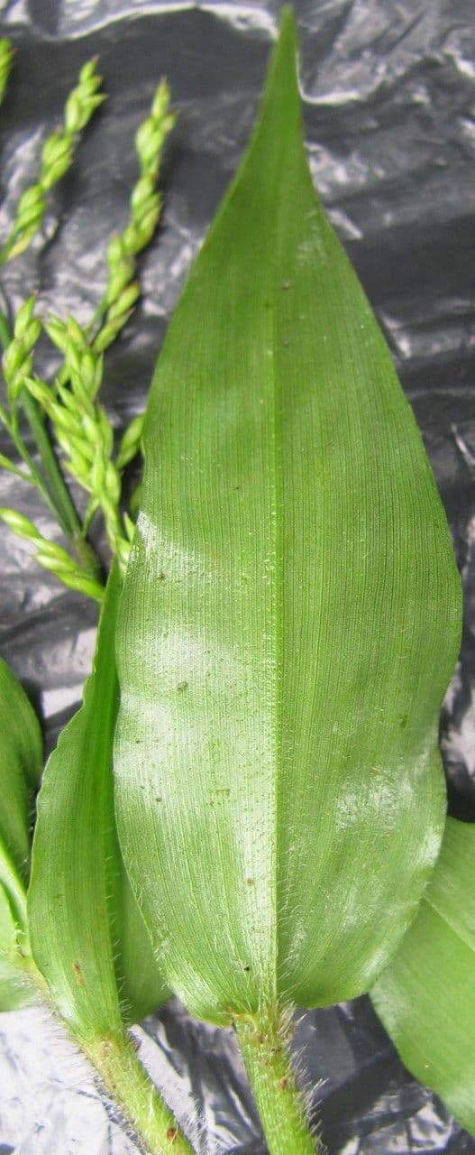 Ichnanthus 2
