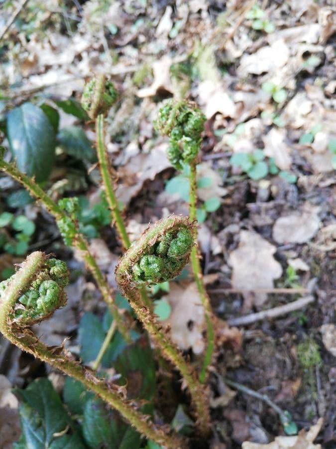 Dryopteris fragrante 9