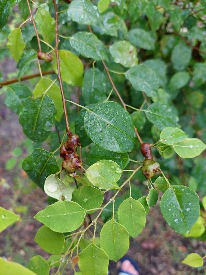Maprounea 3