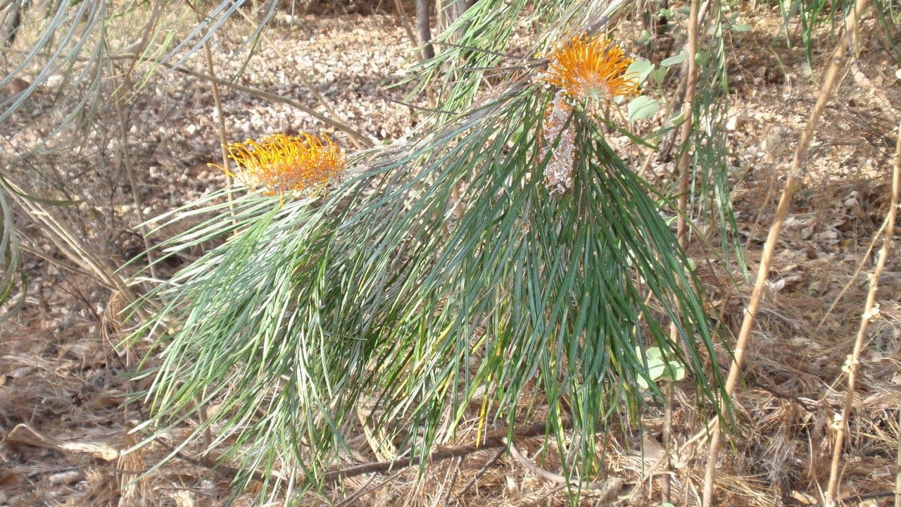 Gold-Grevillea 12