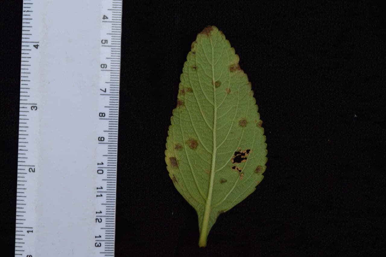 Coleus barbato 29
