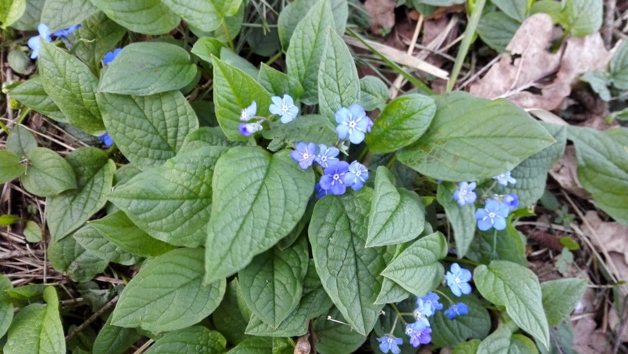 Omphalodes verna 8