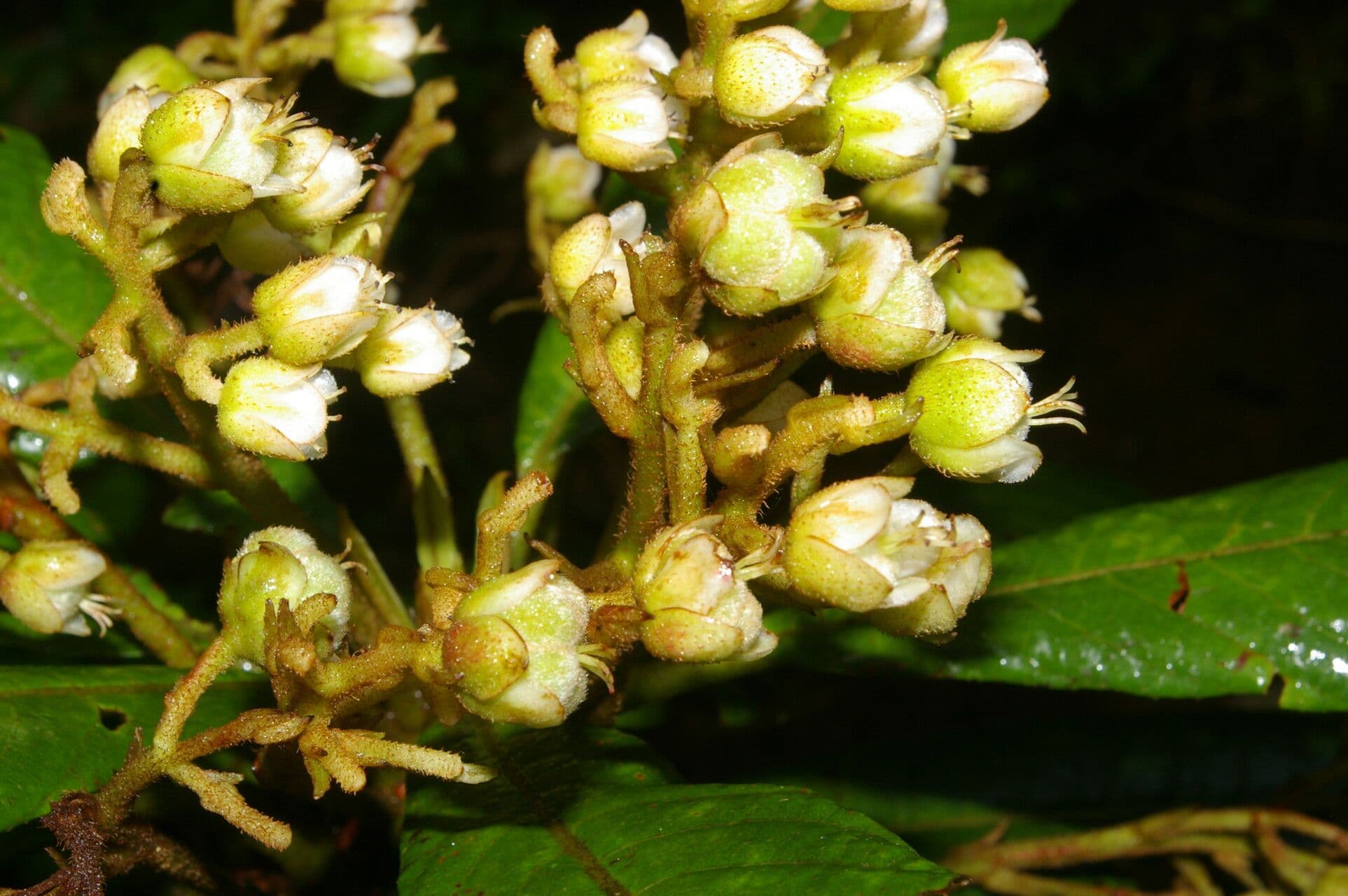 Saurauia 6