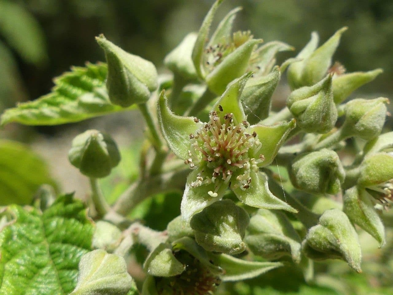 Rubus apetalus 5