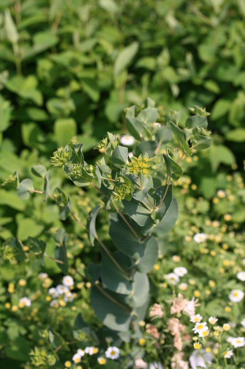Bupleurum rotundifolium 14