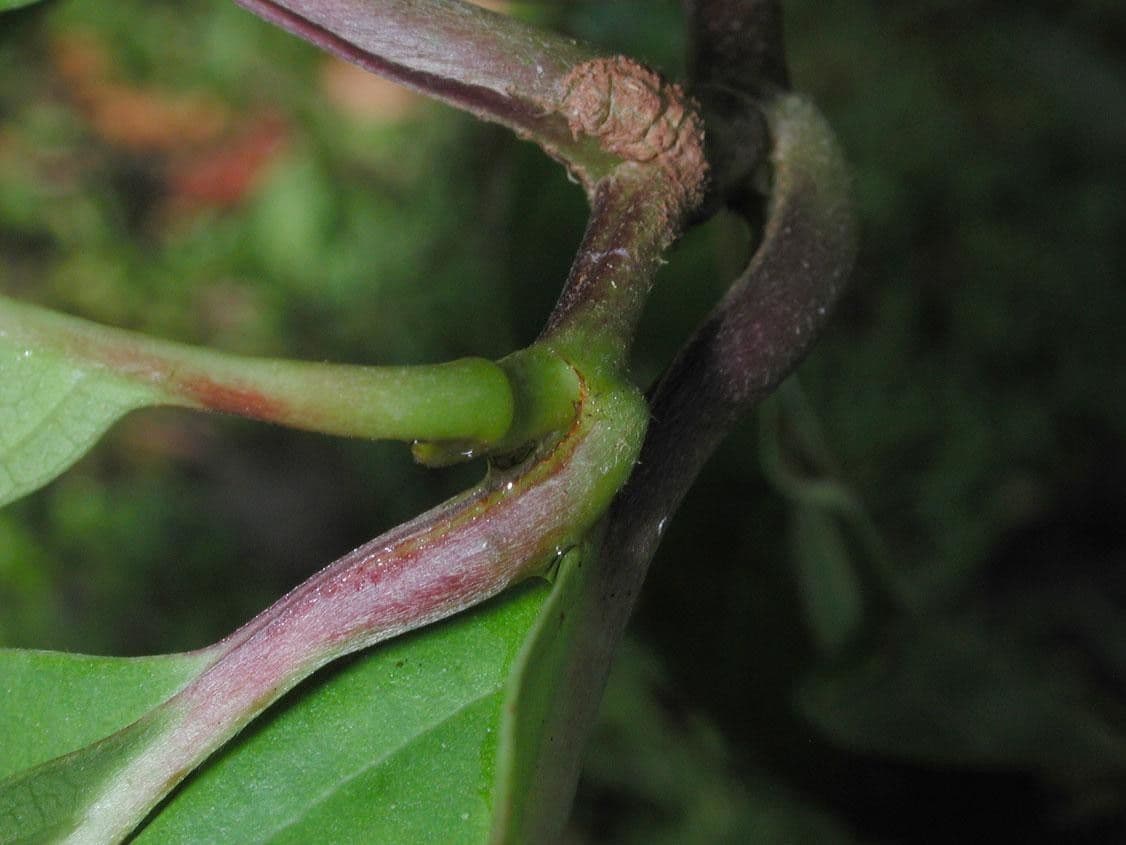 Doliocarpus multiflorus 12