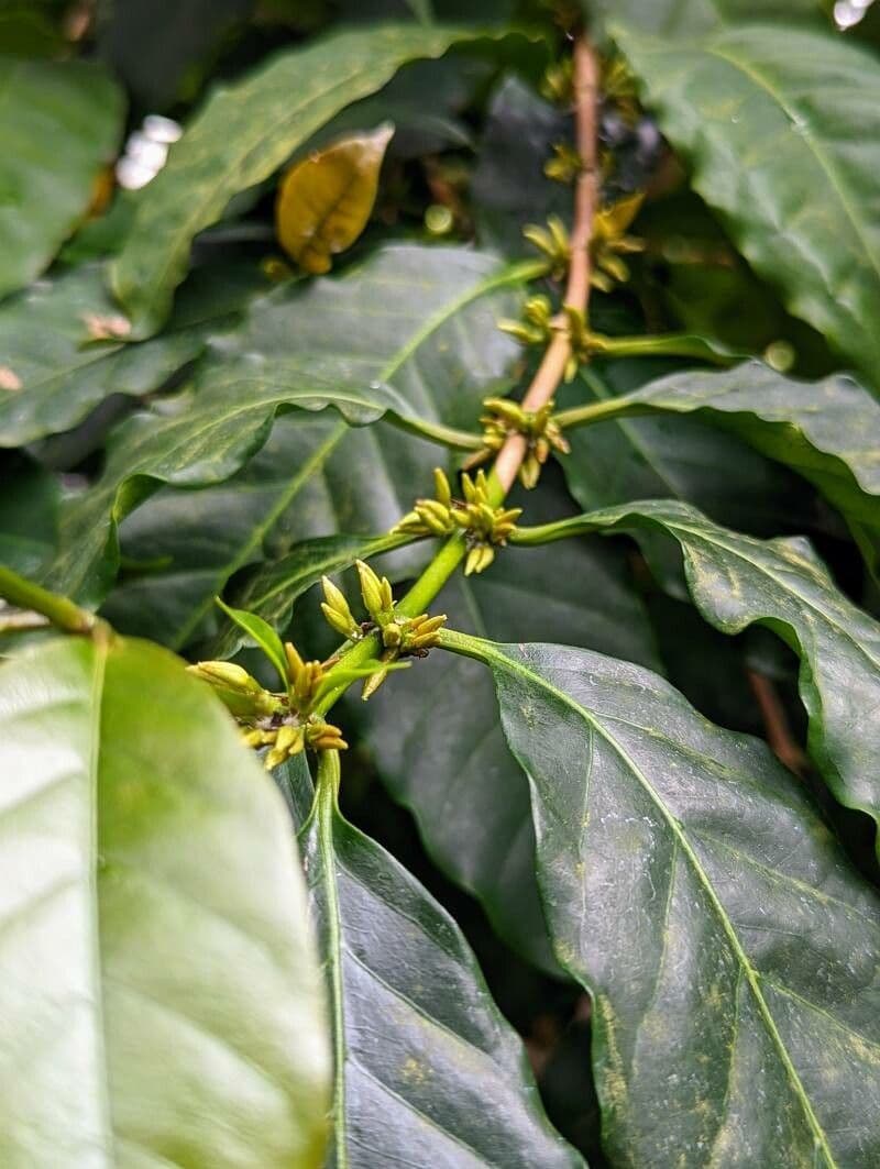 Caffè a foglie strette 6