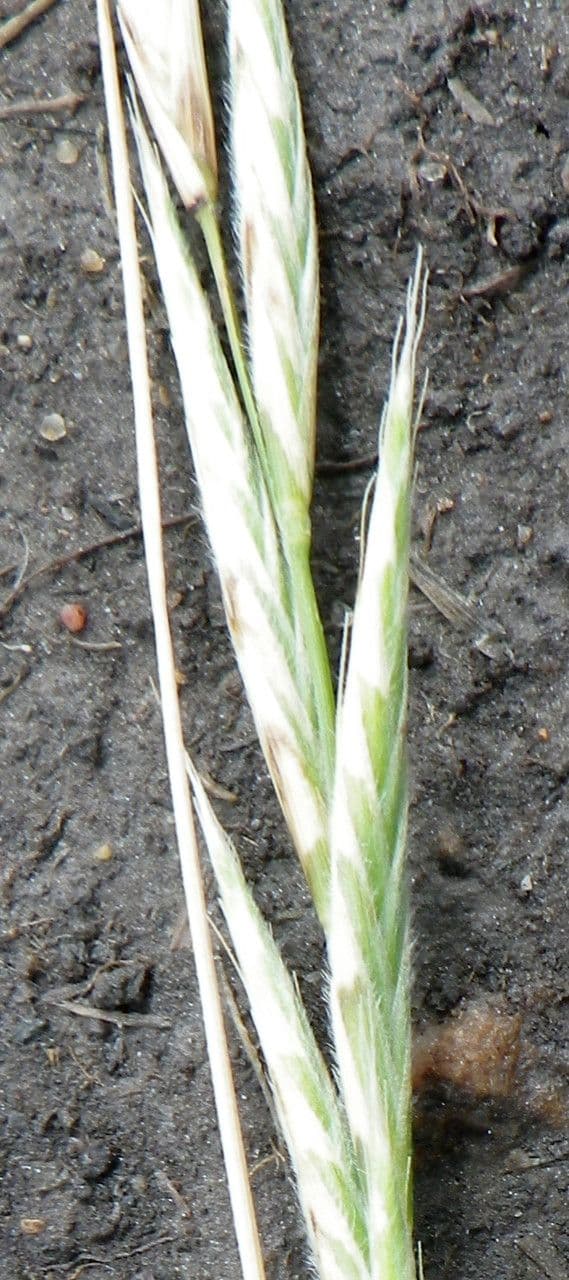 Brachypode penné 9