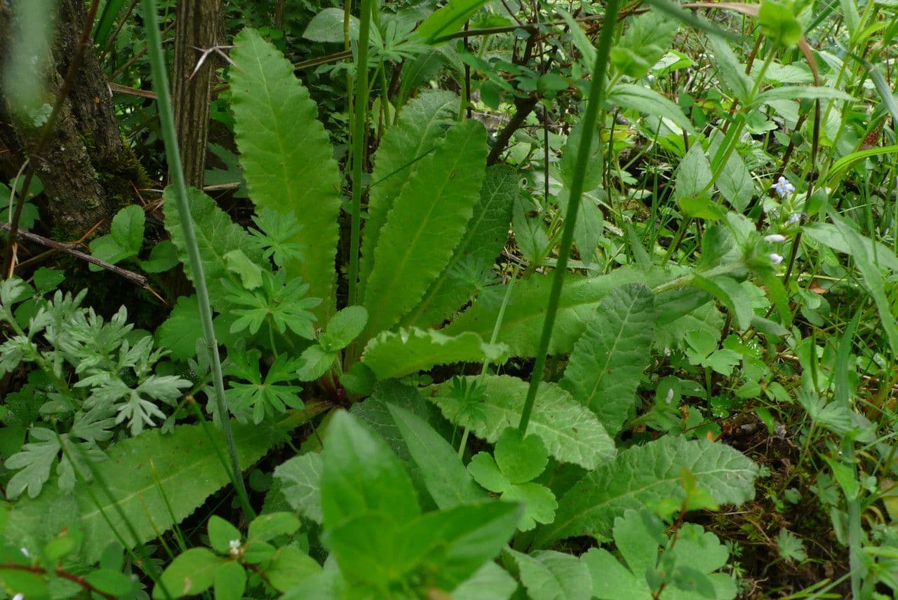 Primula 5
