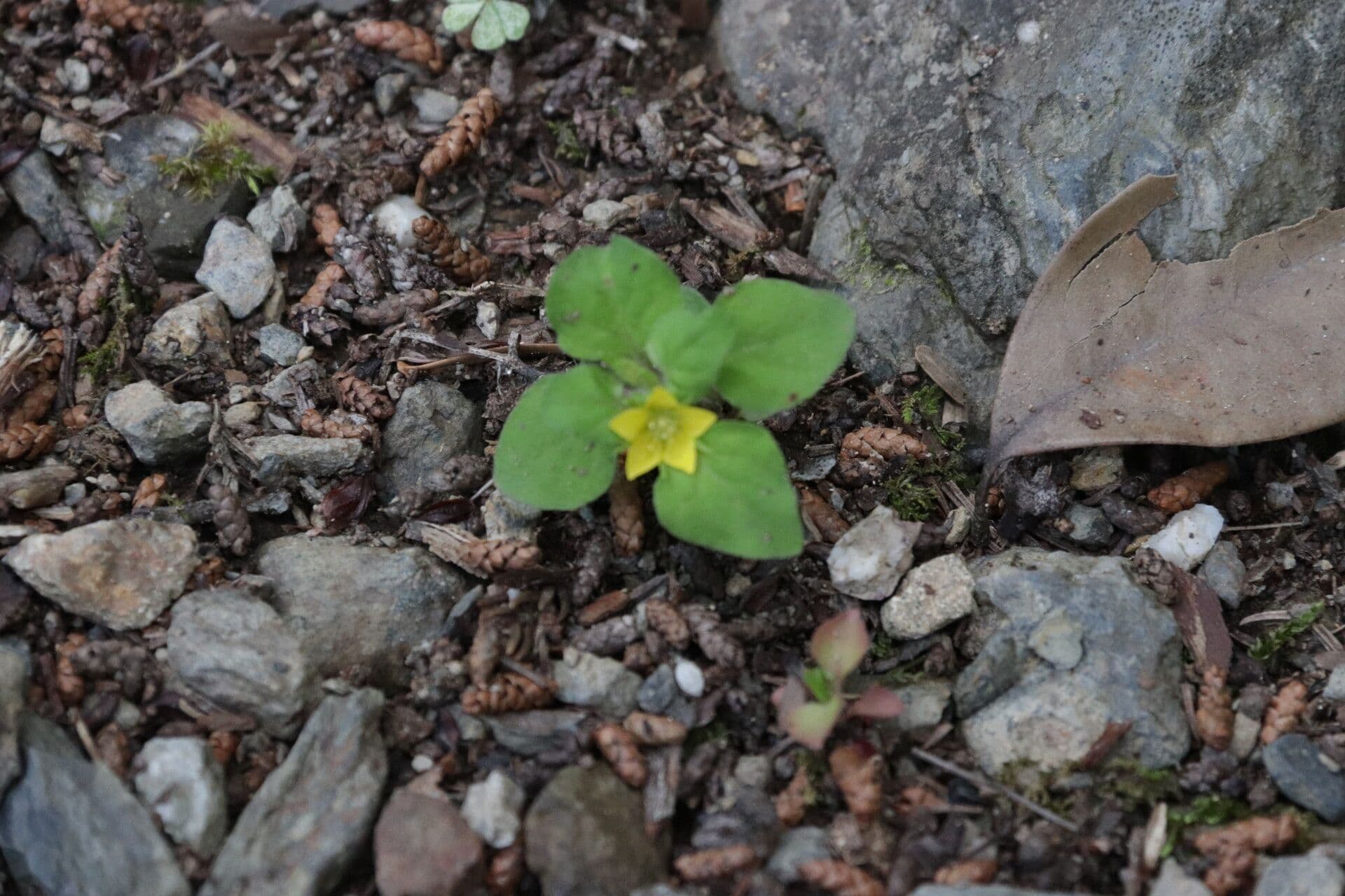 Lisimachia giapponese 4