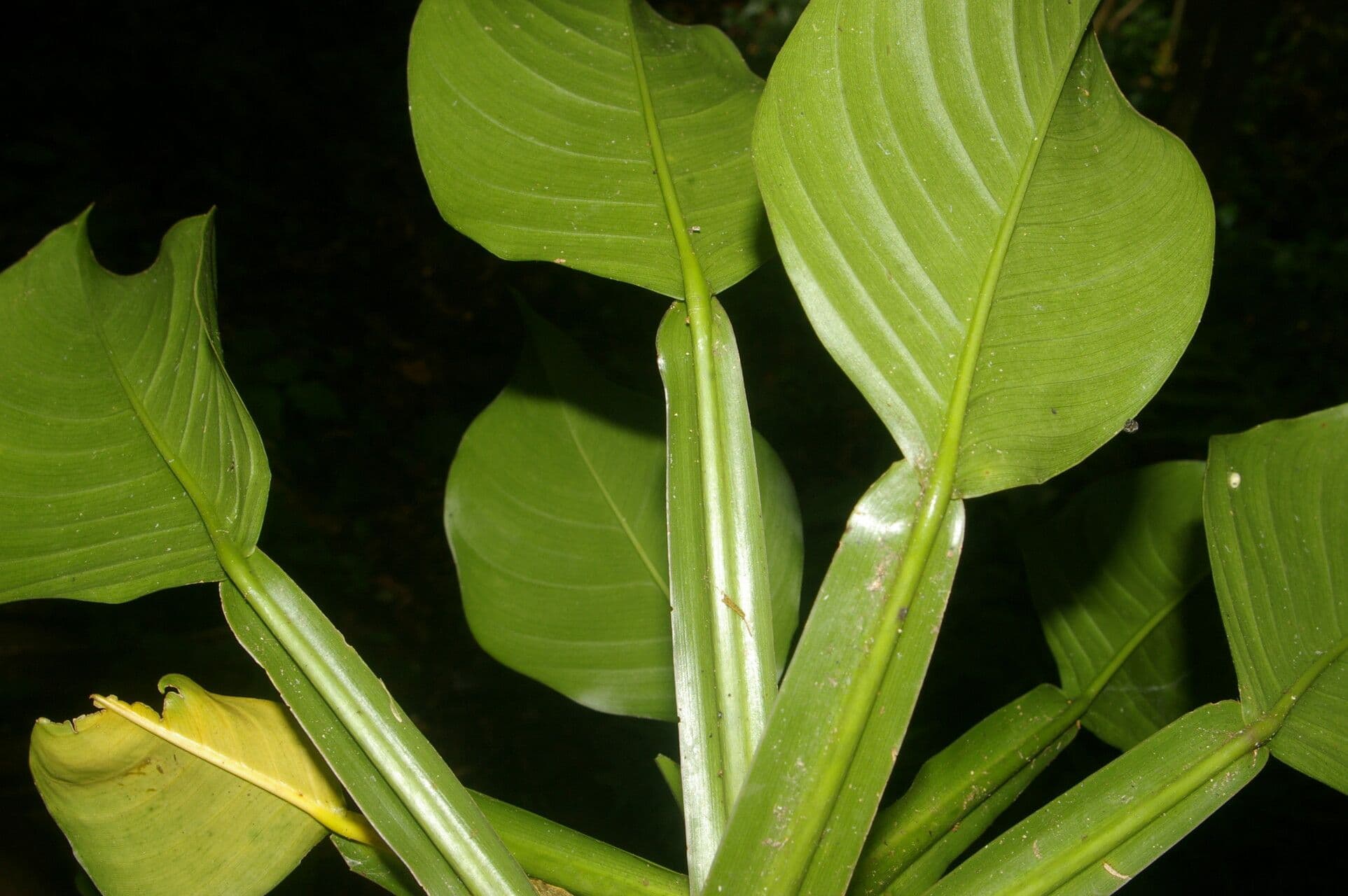 Filodendro 12