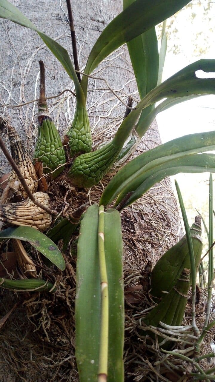 Encyclia 8