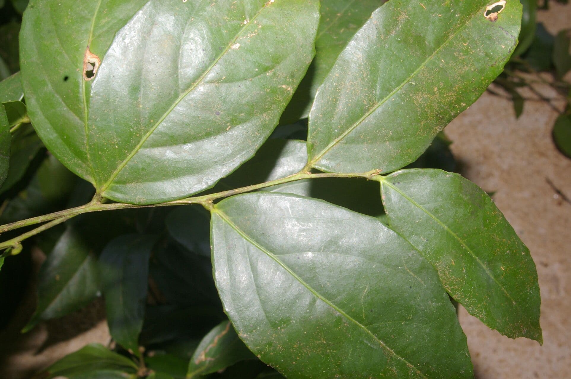 Lecointea 3