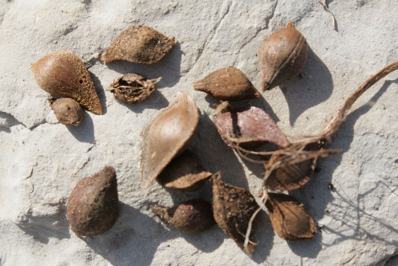 Aglio marino 5