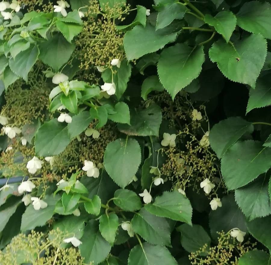 Hortenzie popínavá 15