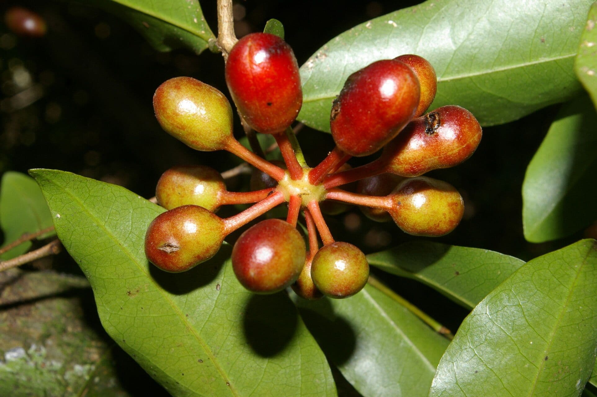 Desmopsis