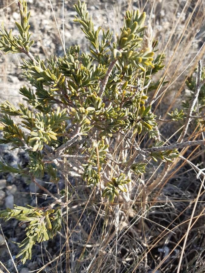Daphne tinctoria 10