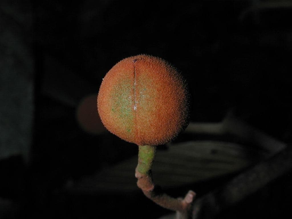 Virola sebifera 2