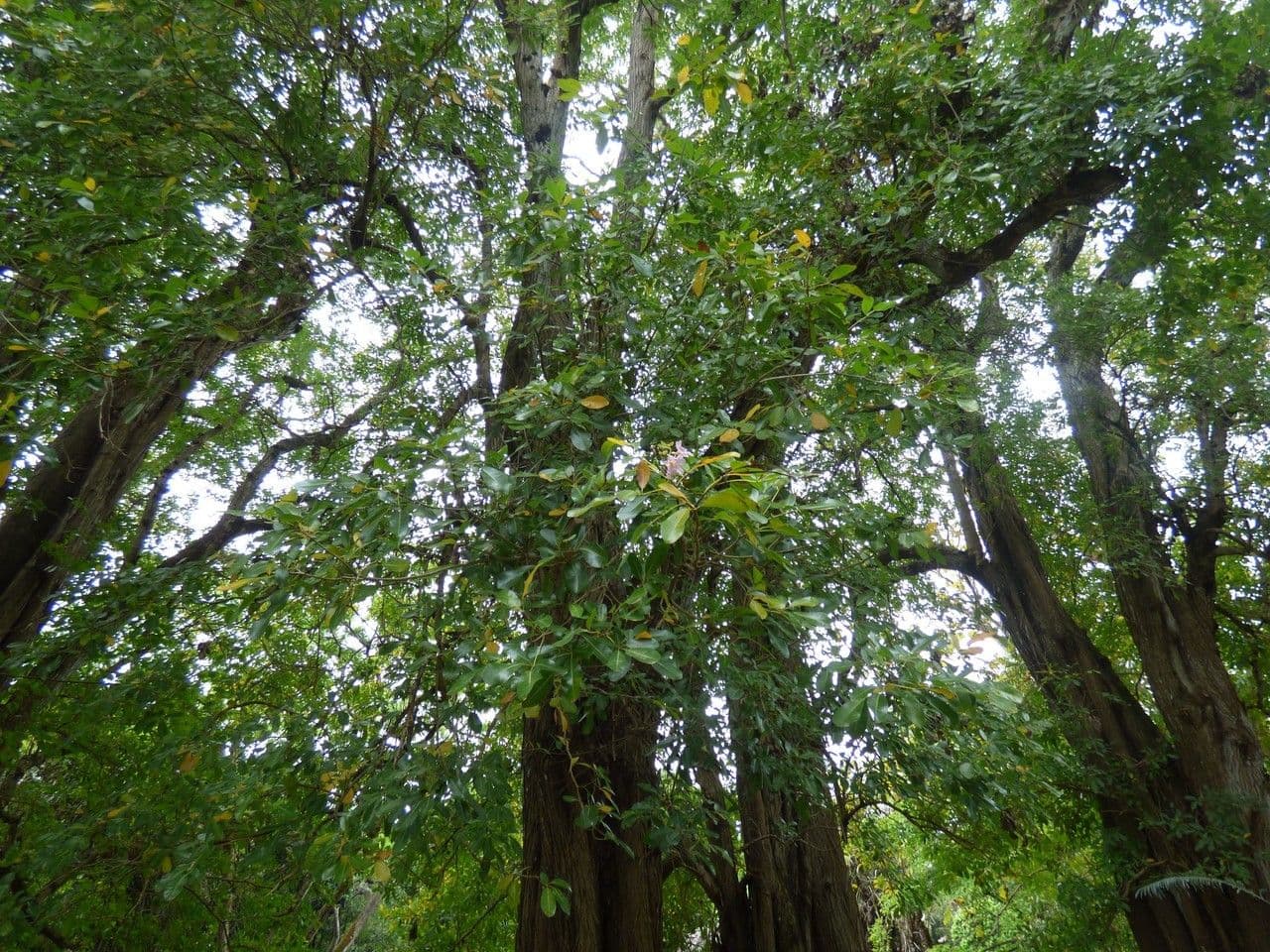 Tabebuia bledá 15