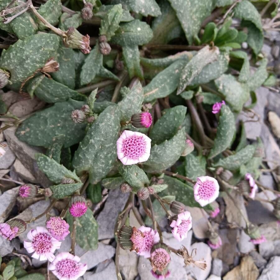 Senecio