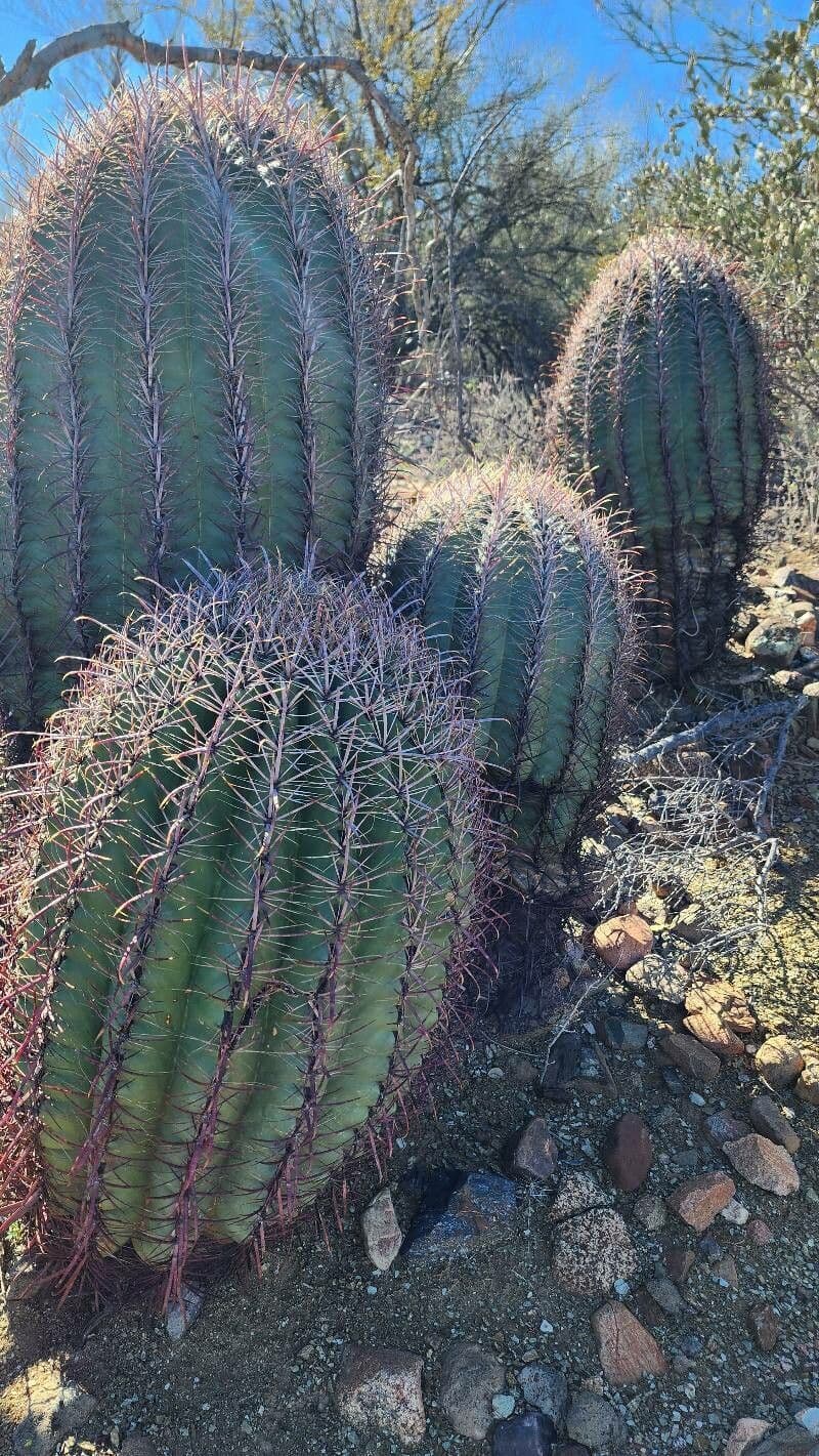 Ferocactus wislizeni 8