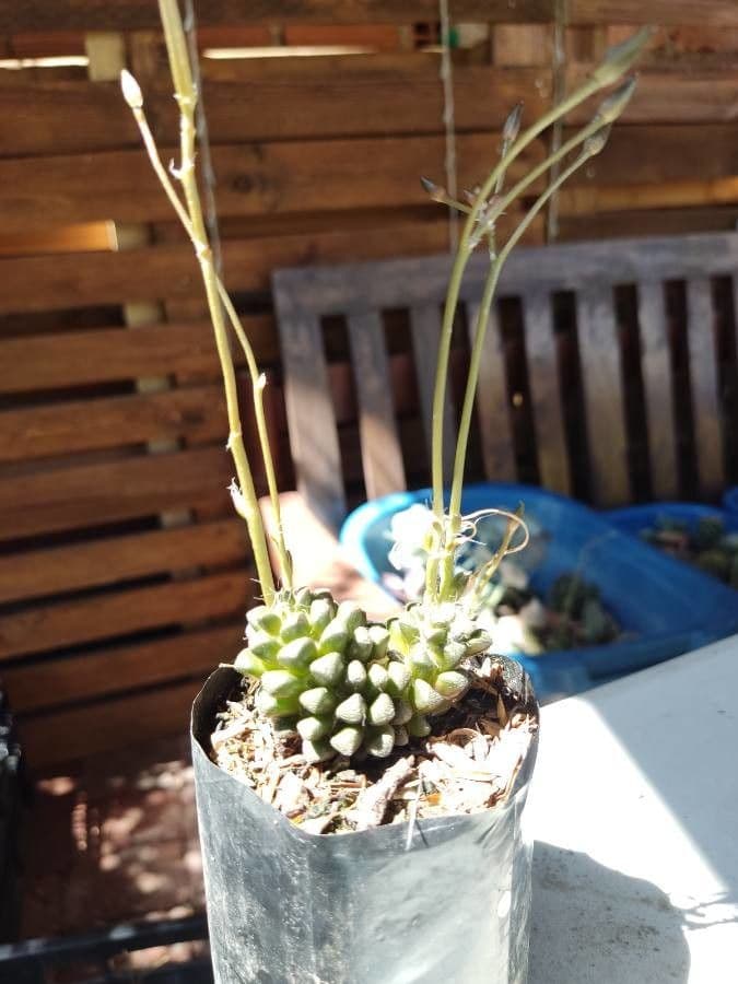 Anacampseros 7