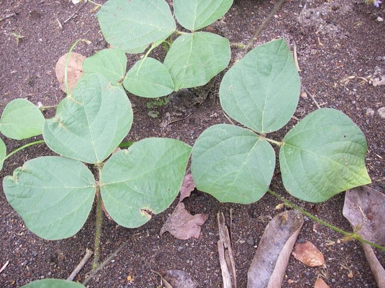Calopogonium 17