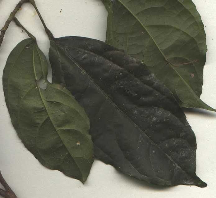 Lindens Pleuranthodendron 22